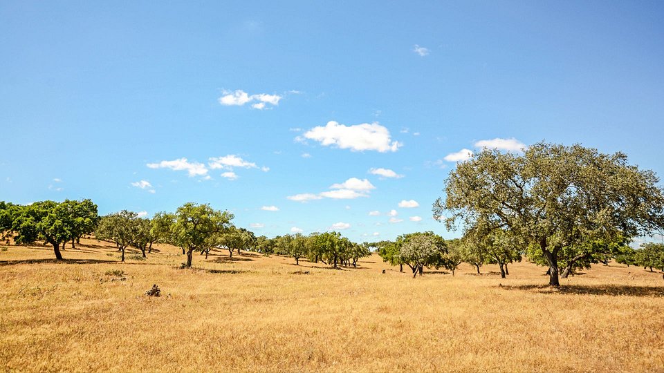 La Experiencia Alentejana: Vino, Naturaleza y Serenidad
